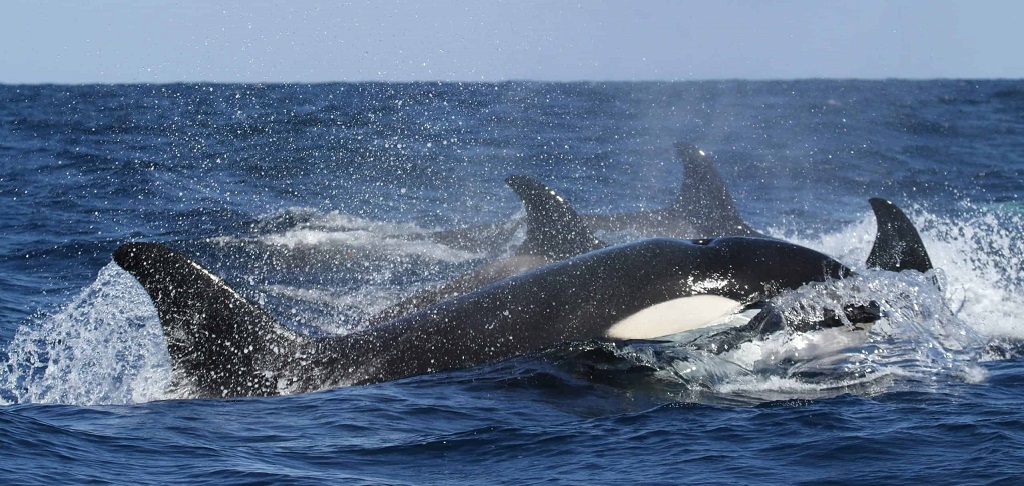 Orka spotten en noorderlicht IJsland