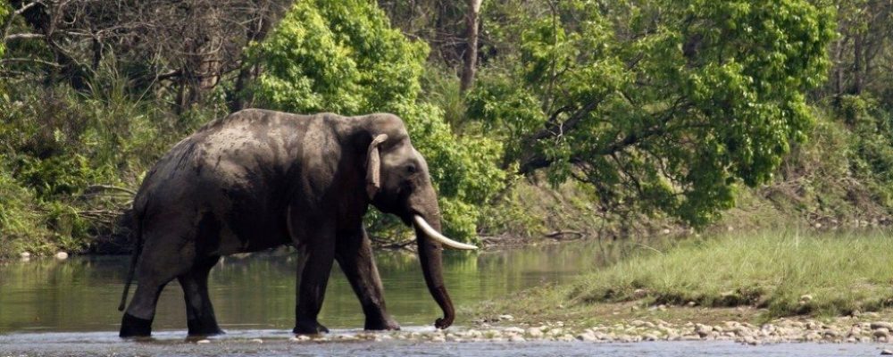 Olifant, Bardia National Park, Nepal - Shutterstock
