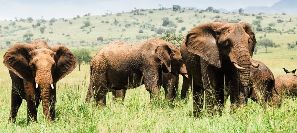 Olifant, Kidepo Vally, Oeganda - Shutterstock