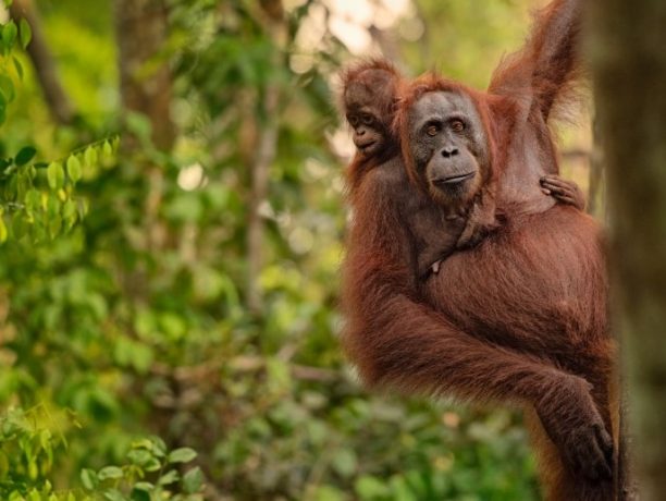 Wildlife reizen, Orang-oetan