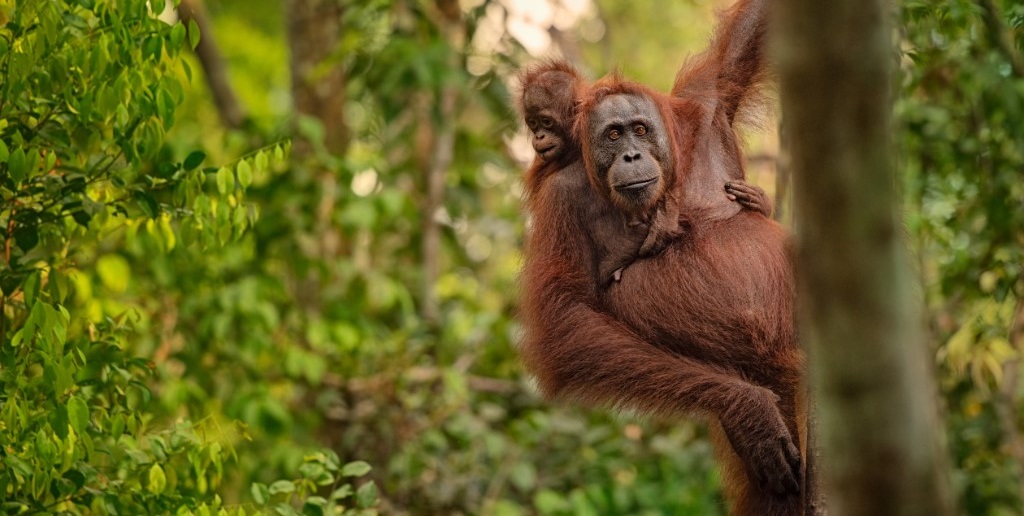 Wildlife reizen, Orang-oetan