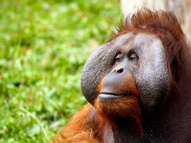 Orang-oetan