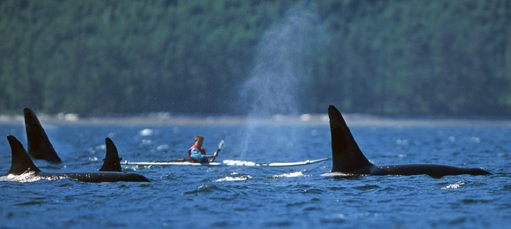 Fly-drive Vancouver Island & Orca Camp