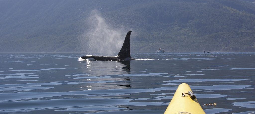 Orca Camp Vancouver Island