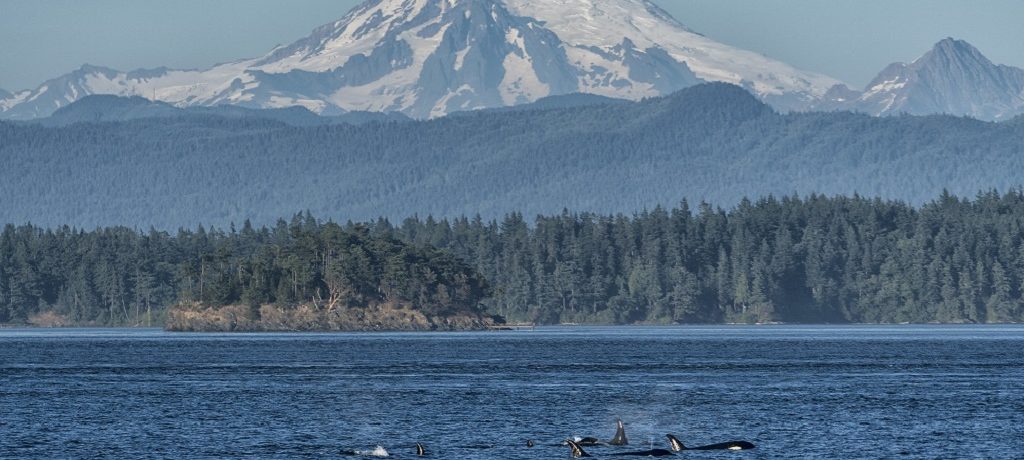 Orka Campbell River