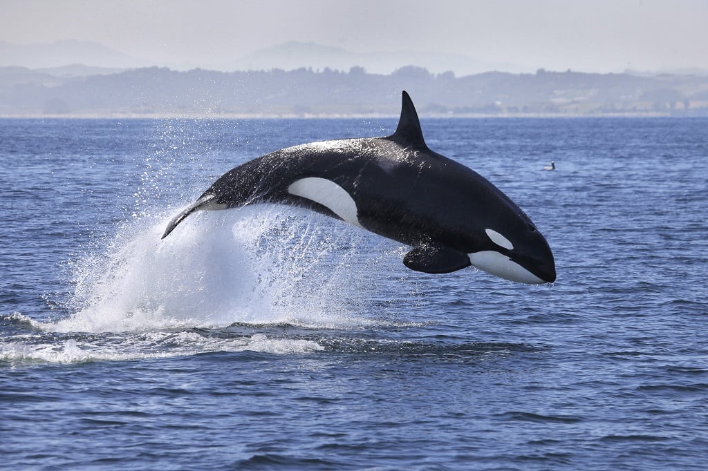 Orca, Canada