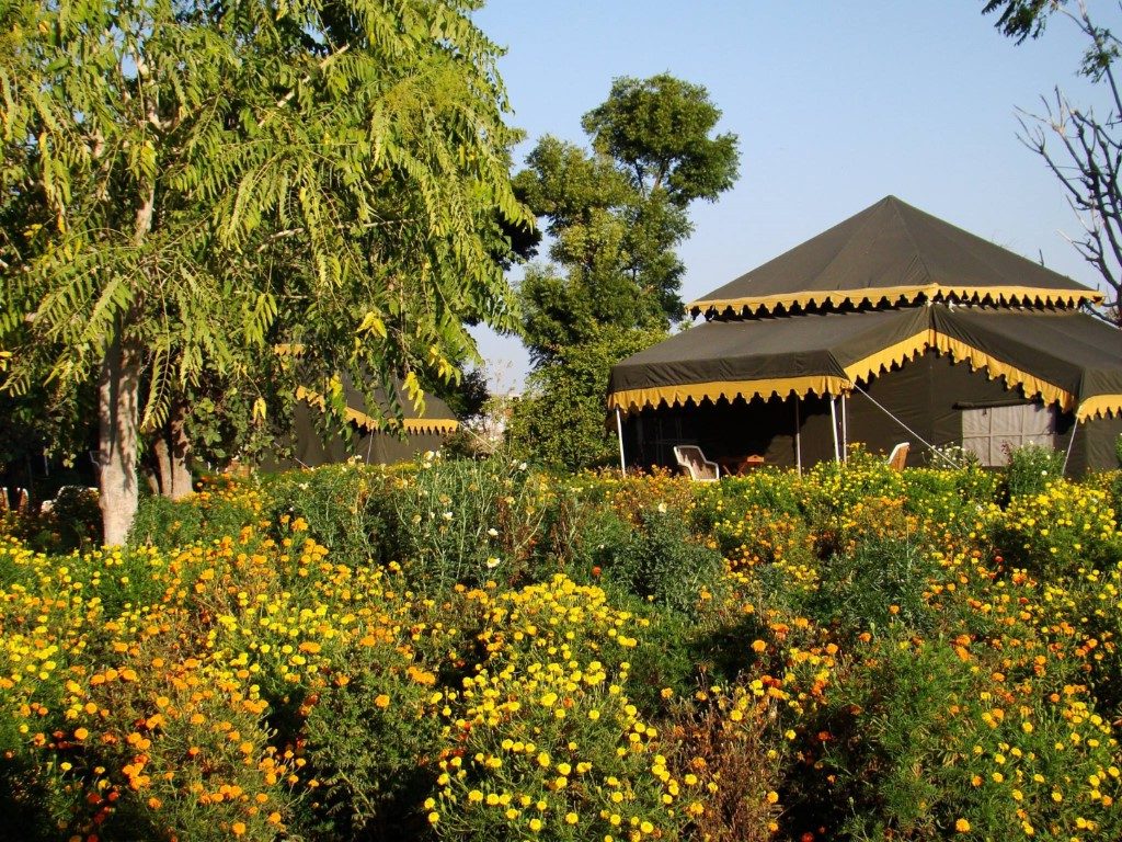 Orchard Tents & Tranquility