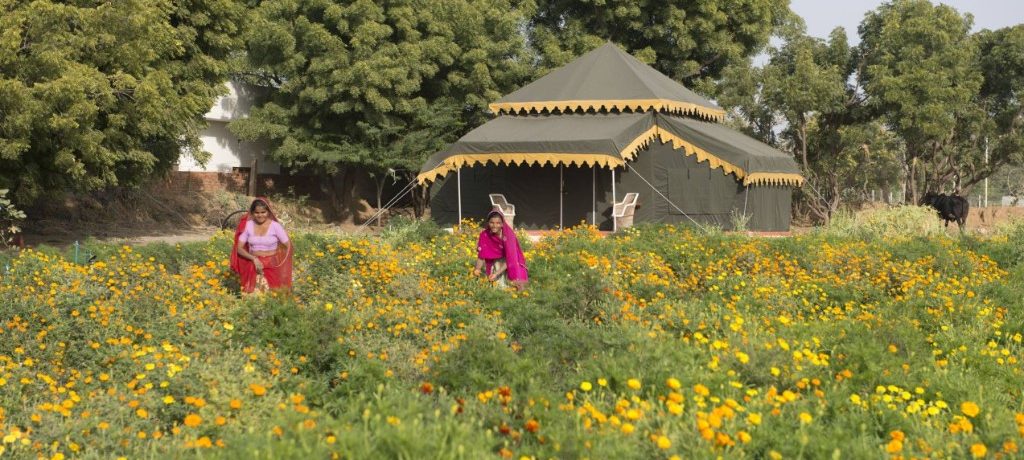 Orchard Tents & Tranquility