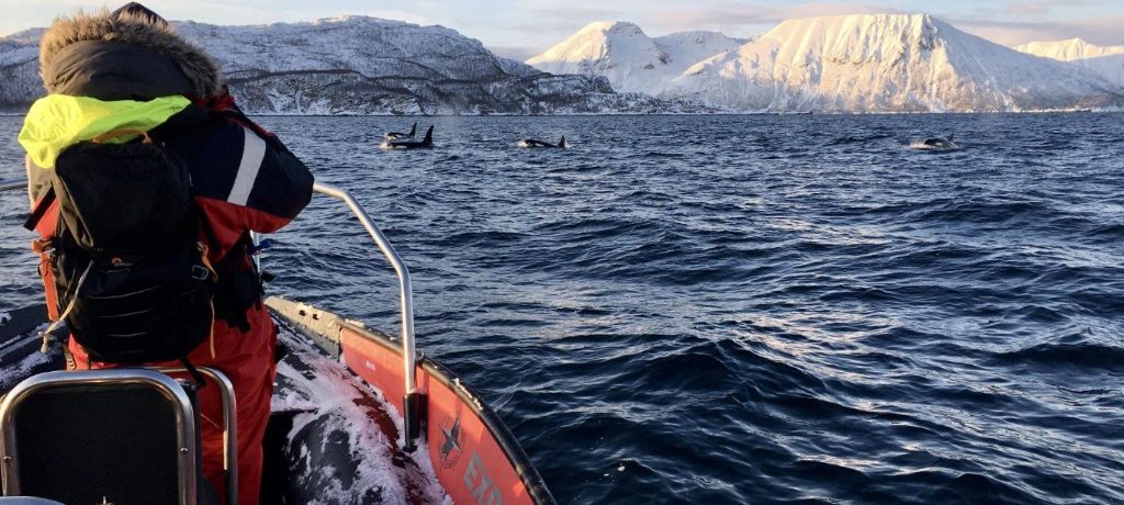 Zwemmen met orka's en Ice Domes