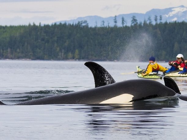 Kajakken met orka's
