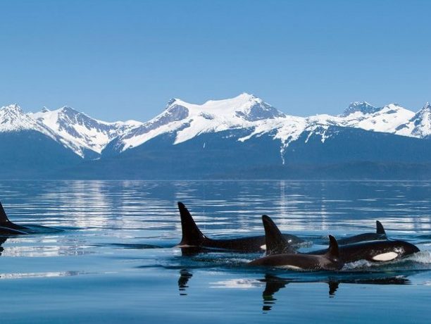 Orka spotten, Wildlife spotten in Europa