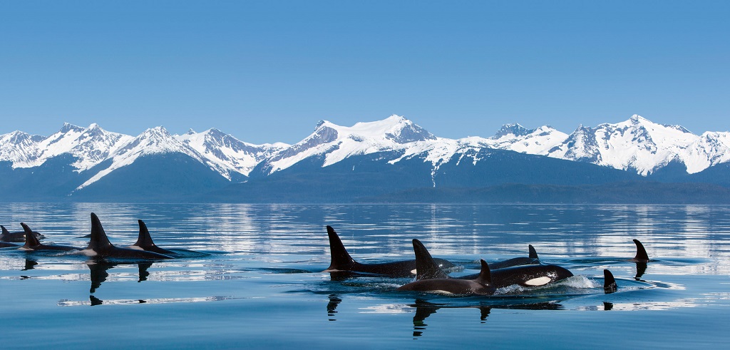Orka spotten, Wildlife spotten in Europa