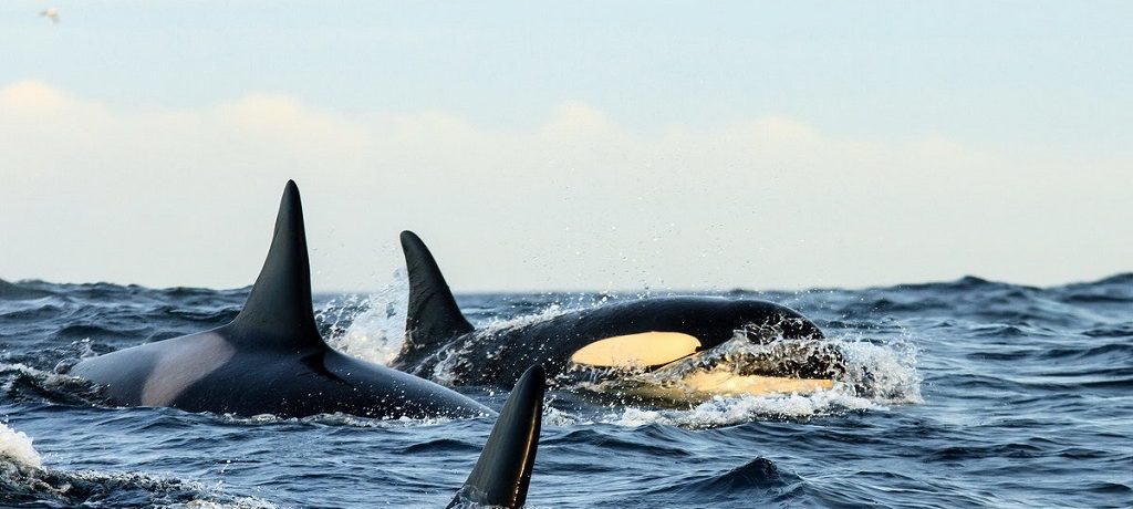 Snorkelen met orka's, orka en noorderlicht