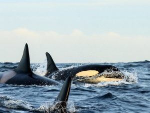 Snorkelen met orka's, orka en noorderlicht
