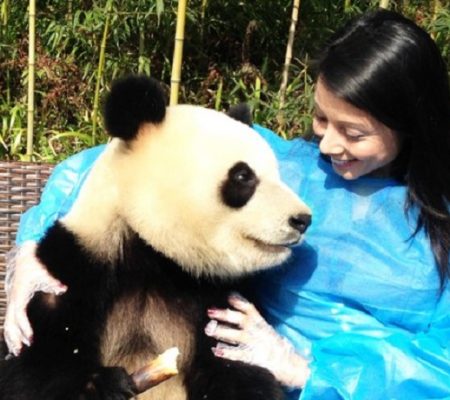 Panda Volunteer