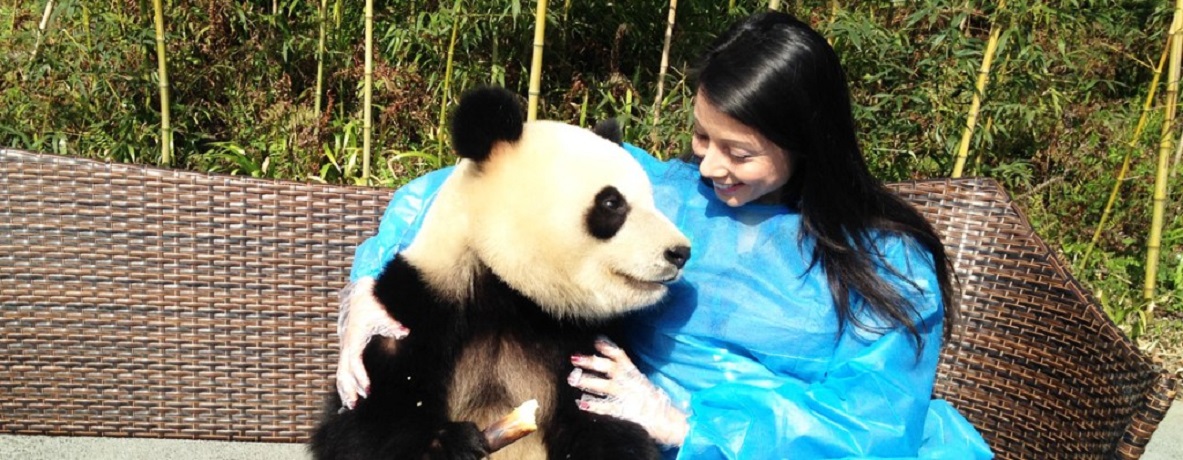 Panda Volunteer