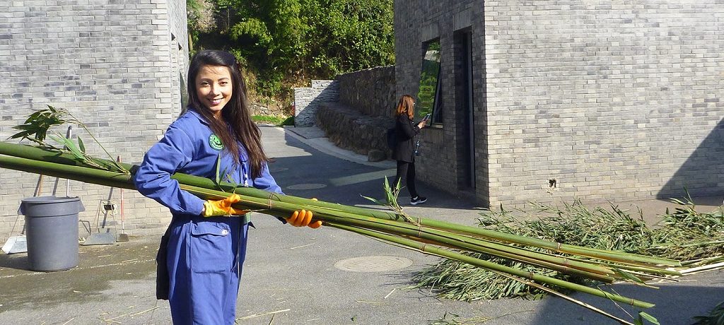 Panda Volunteer China