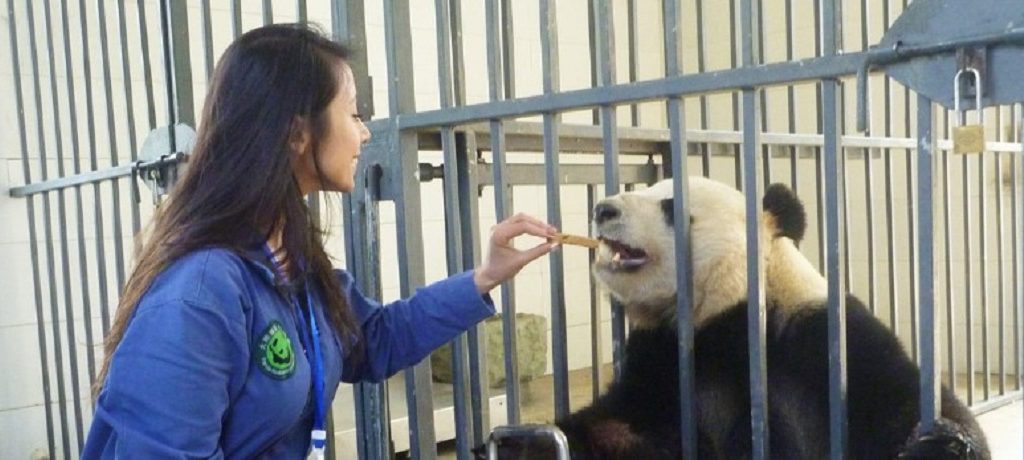 Panda Volunteer