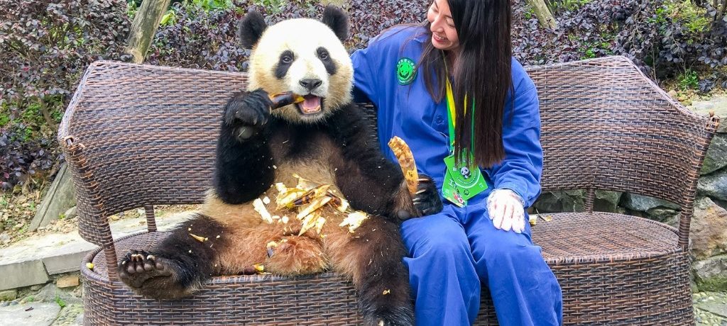 Panda Volunteer