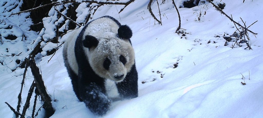 Pandabeer reis in Sichuan