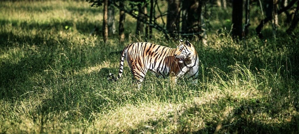 Panna National Park