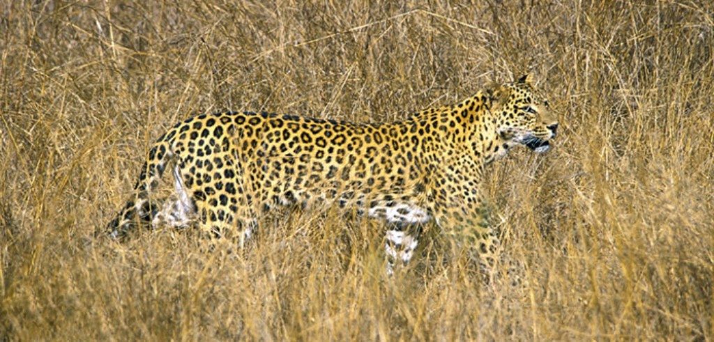 Panna - Sarai At Toria