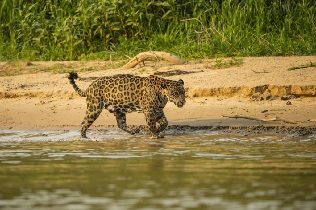 Pantanal Jaguar reis