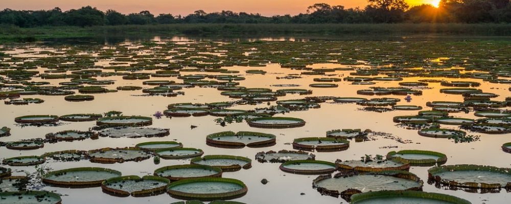 Pantanal, Brazilië natuurreis