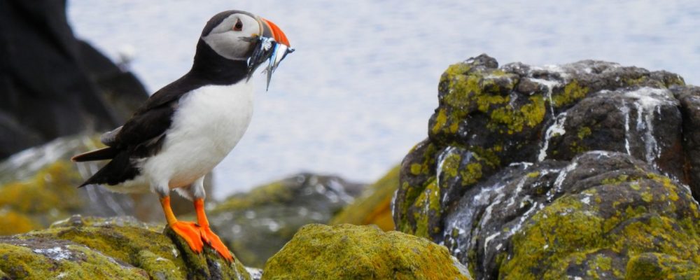 Papegaaiduikers IJsland