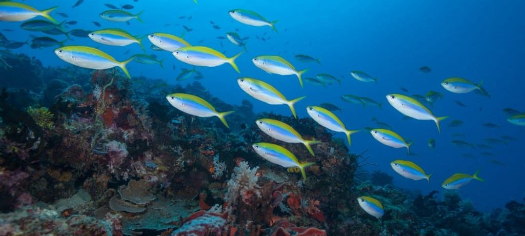 Pemba Island