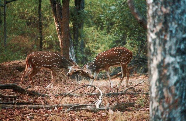 Foto: © Rashityagi Pench National Park