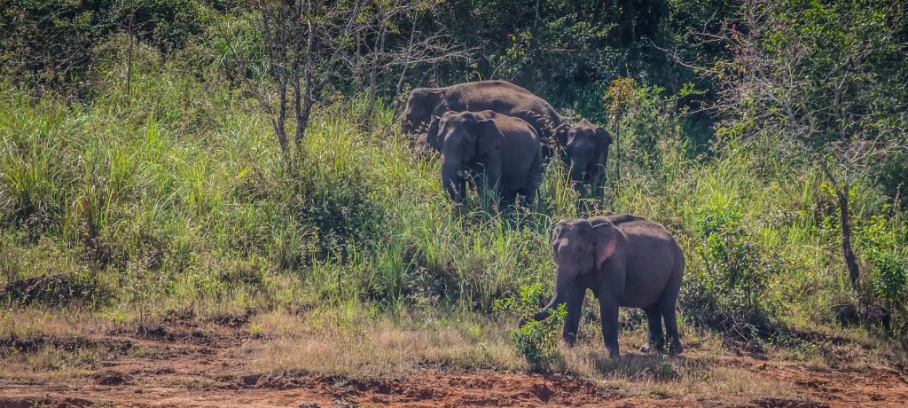 Periyar National Park