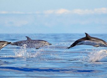 Walvissen en dolfijnenreis in de Azoren