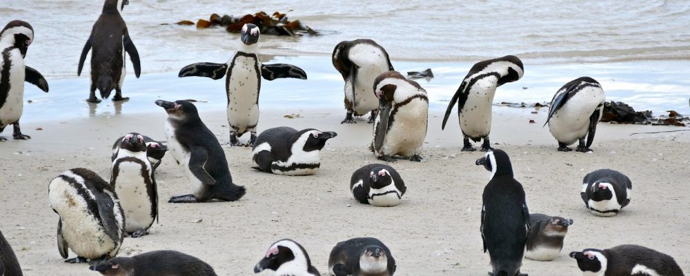Afrikaanse pinguïns