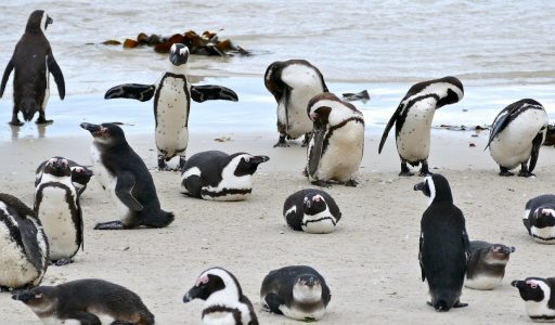 Afrikaanse pinguïns