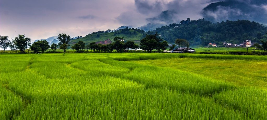 Pokhara rijstvelden, Nepal