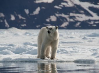 IJsbeer, Noord Spitsbergen. Poolgebieden - Oceanwide