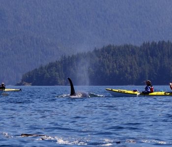 Campbell River Orca Camp Vancouver Island, Kajakken met orka's in Canada