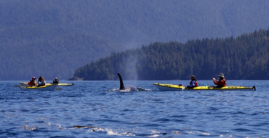 Orca Camp Vancouver Island, Kajakken met orka's in Canada