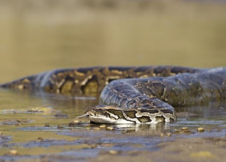 Python, Bardia National Park, Nepal - Shutterstock