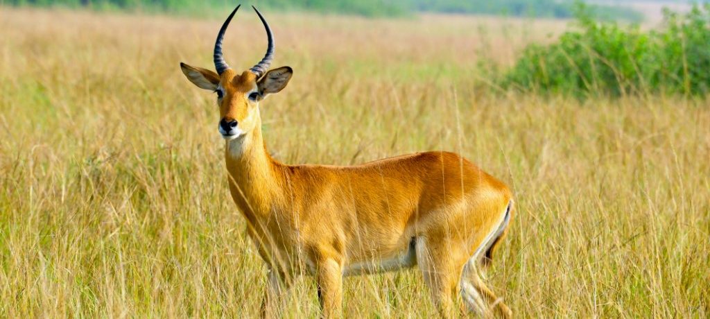 Antilope