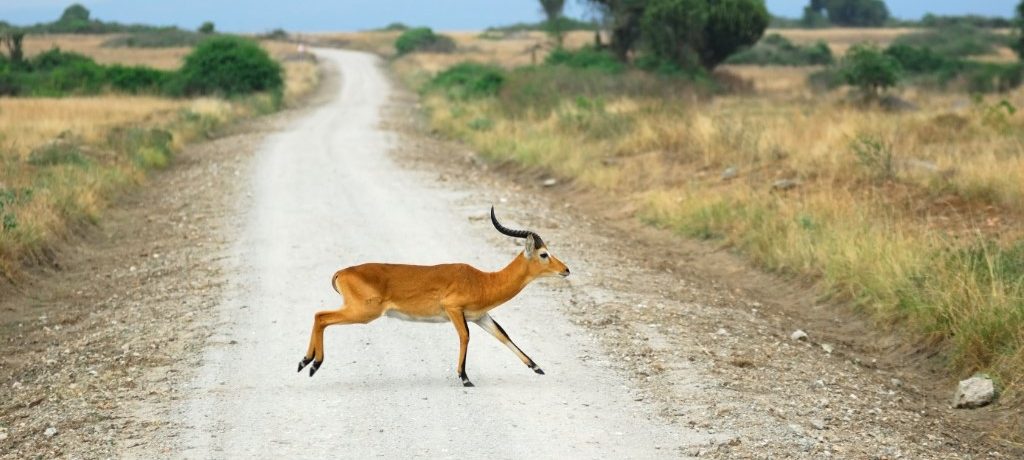 Antilope