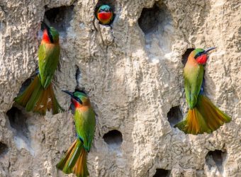 Bijeneter, Queen Elizabeth NP, Oeganda - Shutterstock