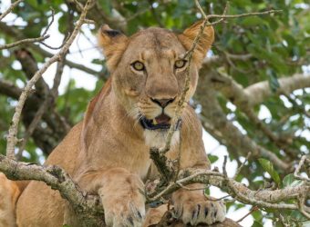 Leeuw, Queen Elizabeth NP, Oeganda - Shutterstock