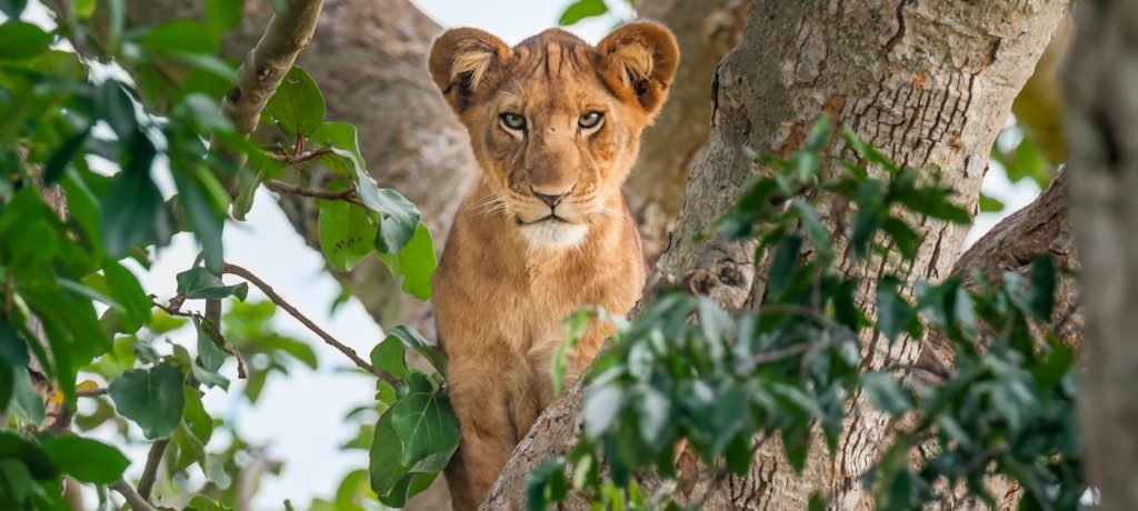 Leeuw, Nationale parken Oeganda