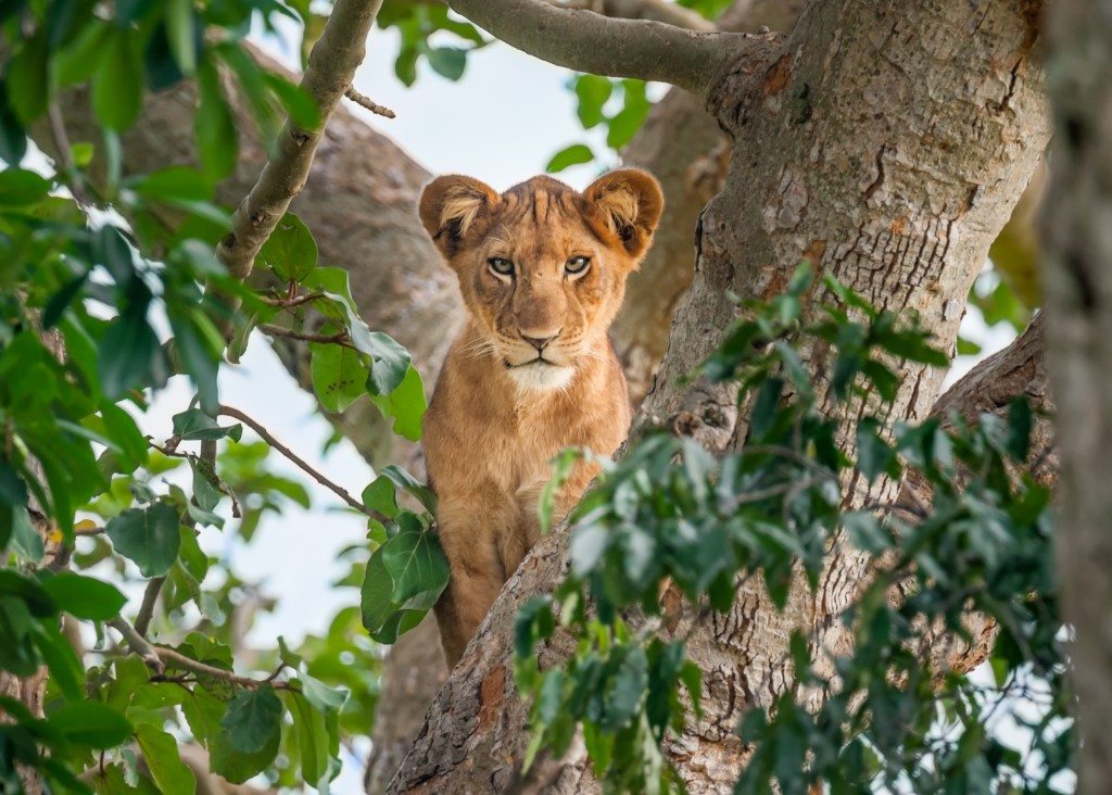 Leeuw, Nationale parken Oeganda