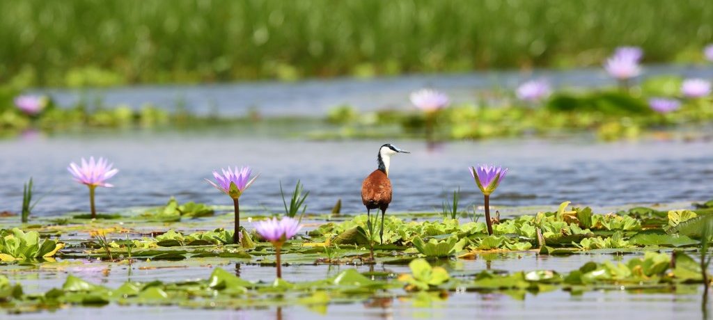 Lelieloper, Mabamba wetland, Oeganda - Shutterstock