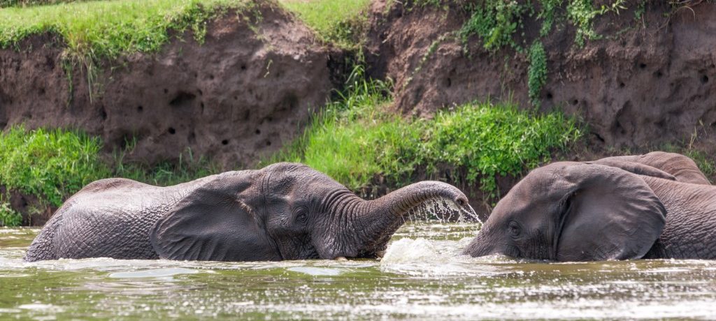 Olifant, Queen Elizabeth NP, Oeganda - Shutterstock