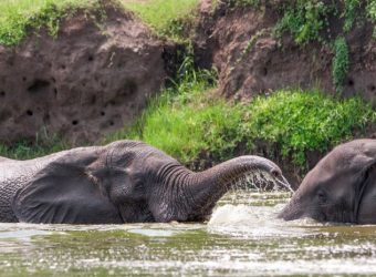 Olifant, Queen Elizabeth NP, Oeganda - Shutterstock