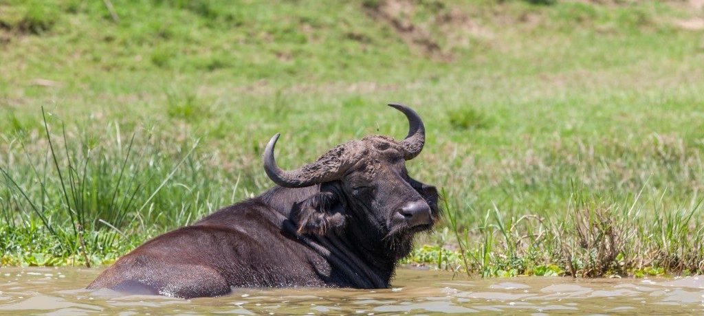 Waterbuffel, Queen Elizabeth NP, Oeganda - Shutterstock
